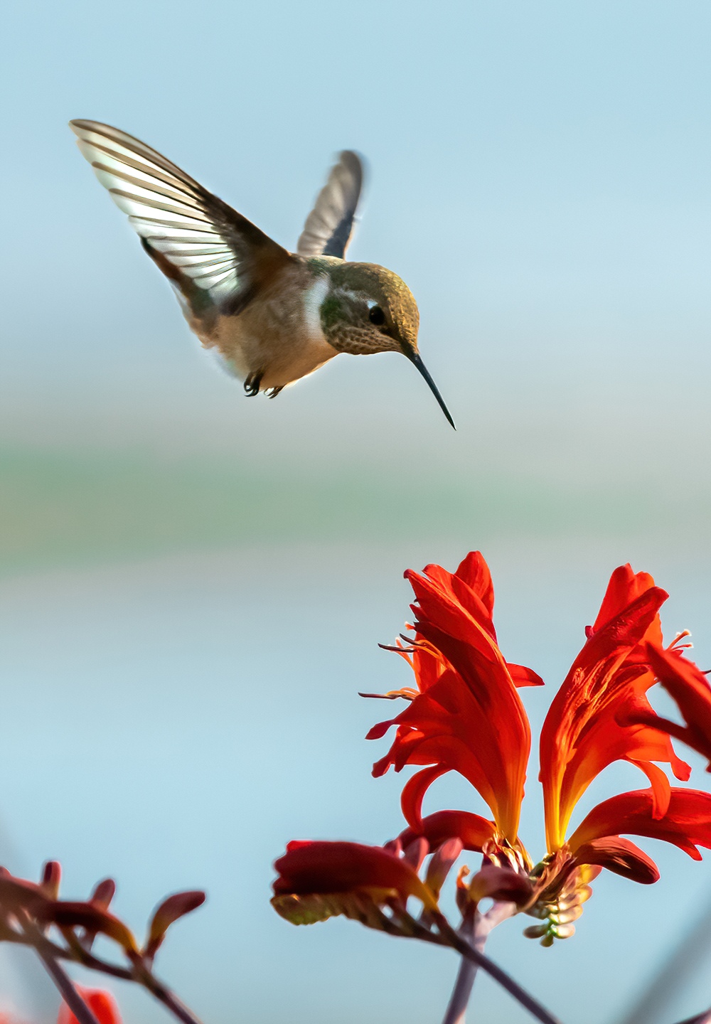 Washington Coast Humming Bird 11